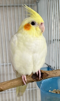IMG